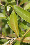 Prairie willow